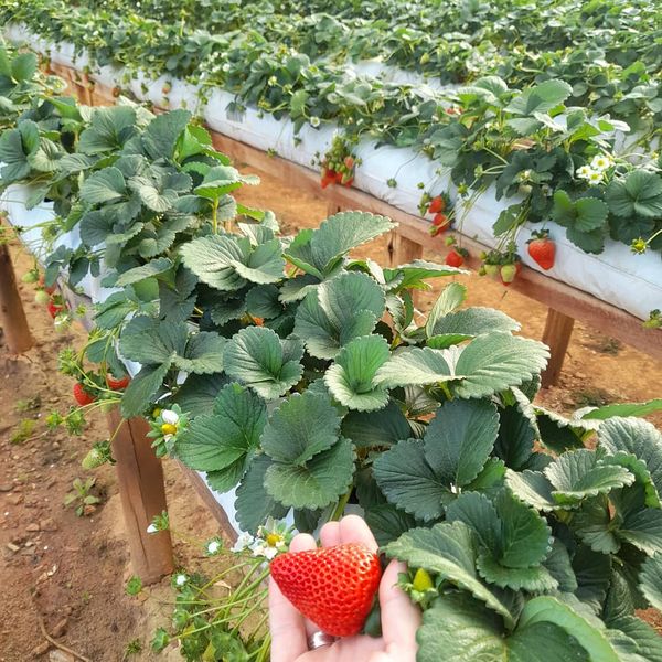 Veja onde colher morangos na Região Serrana do ES por @morangos_filete