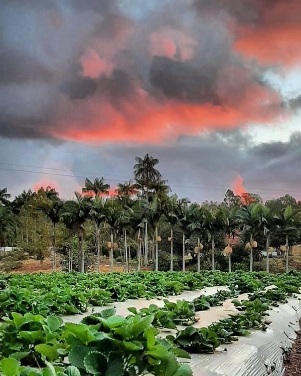 Veja onde colher morangos na Região Serrana do ES por @sitio.pedreiras