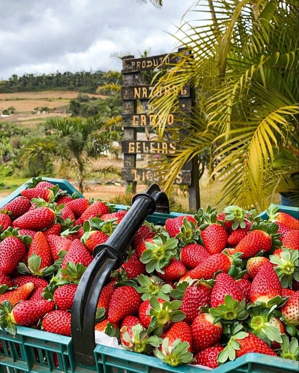 Jogos da Moranguinho - Colhendo Morangos (Harvesting Strawberries