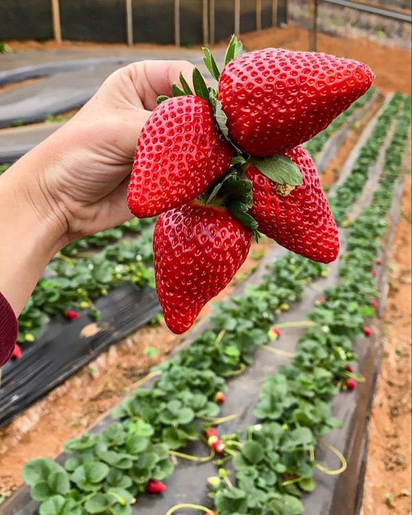 Jogos da Moranguinho - Colhendo Morangos (Harvesting Strawberries