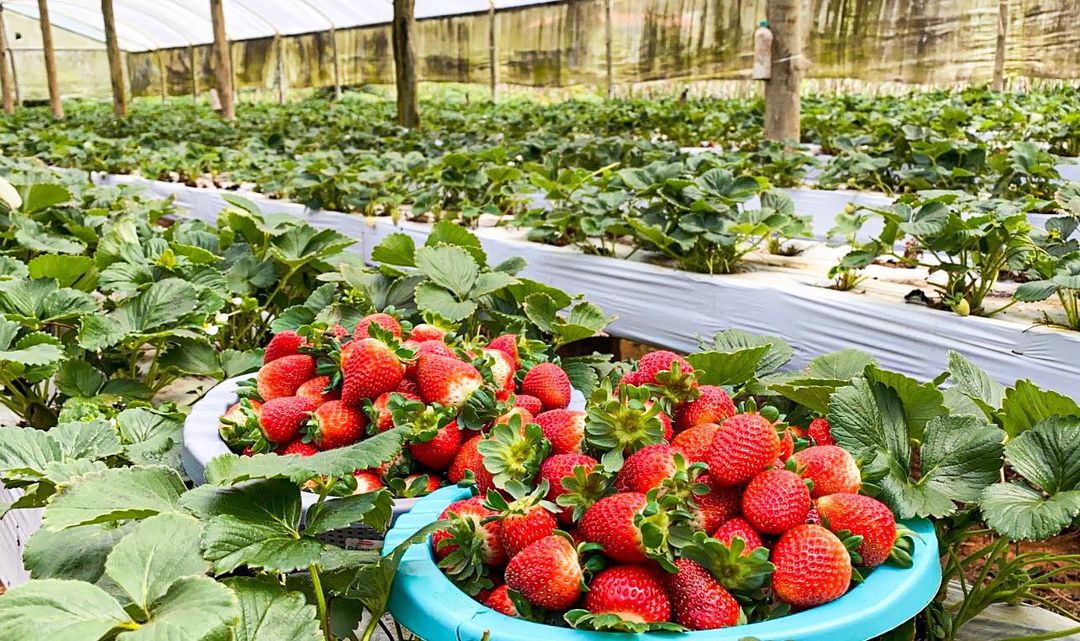 Jogos da Moranguinho - Colhendo Morangos (Harvesting Strawberries