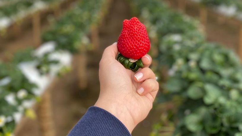Colhe e pague de morangos