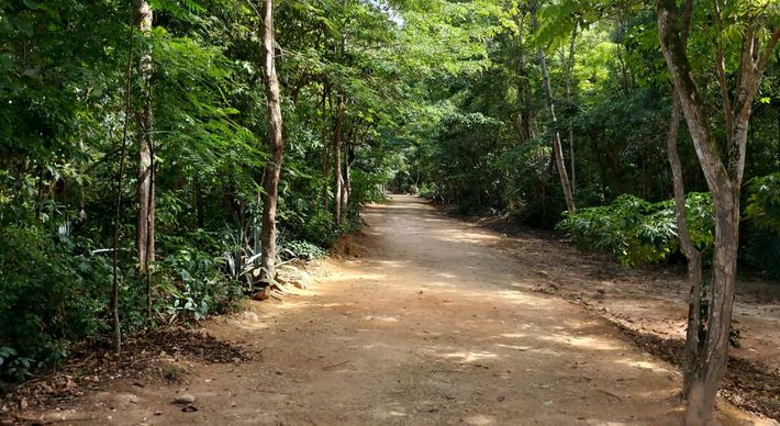 Na área de Mata Atlântica serão plantadas 211 árvores representando cada uma das vítimas da pandemia no município