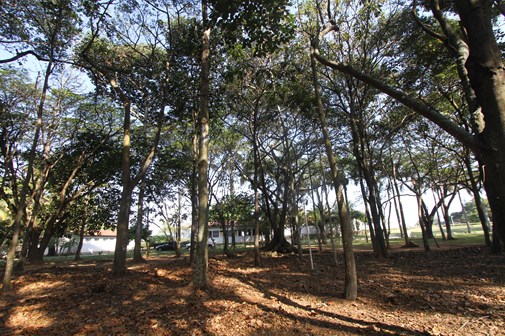 Bosque onde ficarão as obras temporárias do Parque das Esculturas, dentro da Casa do Governador, em Vila Velha