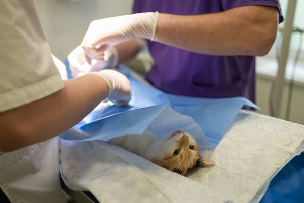 Vitória abriu cadastro para castração de cães e gatos