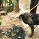 Imagem - Maus-tratos: cães são resgatados em quintal de casa em Viana