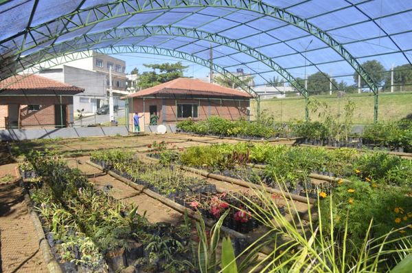Viveiro municipal Heraldo César Sangali por Divulgação/ Prefeitura de Anchieta