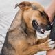 Imagem - Quer adotar um pet? Estes sites e aplicativos podem te ajudar
