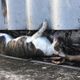 Imagem - Moradores acreditam que gatos foram mortos envenenados em Vitória