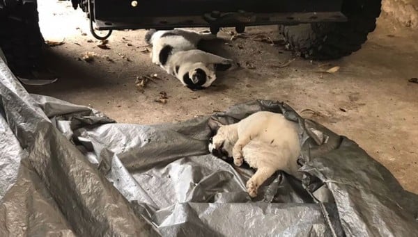 Gatos encontrados mortos em bairro de Vitória