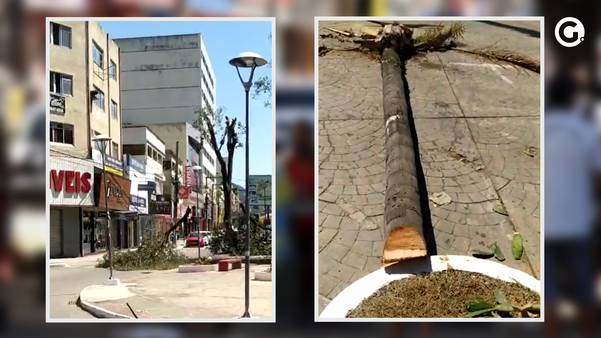 Retirada de árvores da praça de Campo Grande preocuparam pessoas que vivem na região