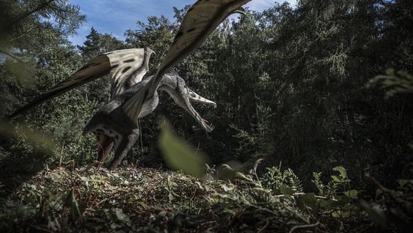 Em entrevista ao CBN Cotidiano, a pesquisadora Taissa Rodrigues Marques da Silva, bióloga e doutora em Zoologia pela Ufes, explica como é o trabalho