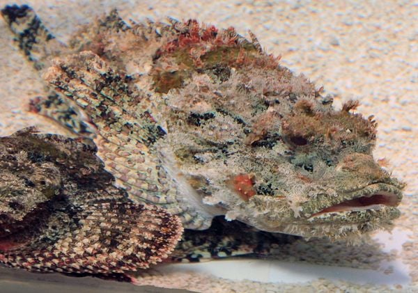 Peixe escorpião