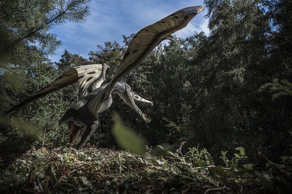 Pterossauro é um dos dinossauros estudados por pesquisadora da Ufes
