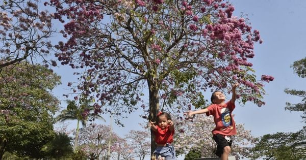 Registros do fotógrafo Ricardo Medeiros, de A Gazeta, mostram populares parando para contemplar as flores na praça do bairro, onde também há crianças brincando