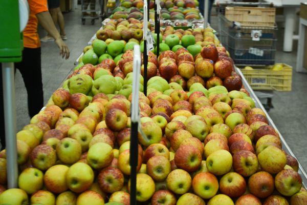 Hortifruti em primeiro lugar na mente dos consumidores por Hortifruti / Divulgação