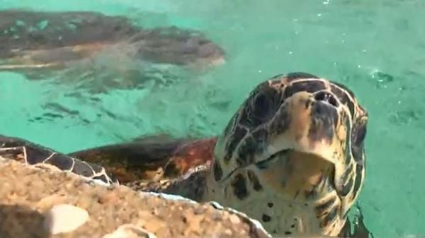 Tartarugas encontradas mortas ou feridas no litoral do ES