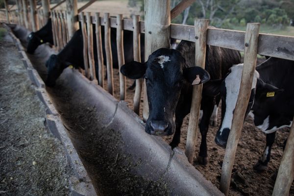 Suspeita de Vaca Louca em MG para frigoríficos no Brasil