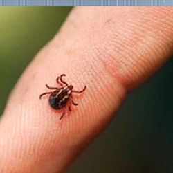 Menina de 2 anos morreu após uma semana apresentando sintomas e três transferências hospitalares; caso segue em investigação e as análises ainda não foram concluídas