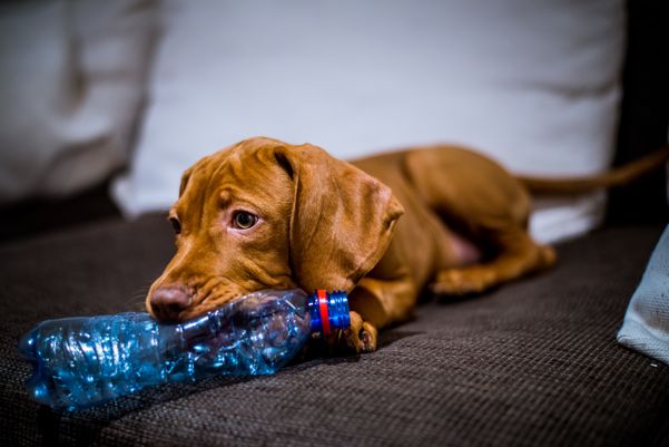 Cachorro mordendo uma garrafa pet