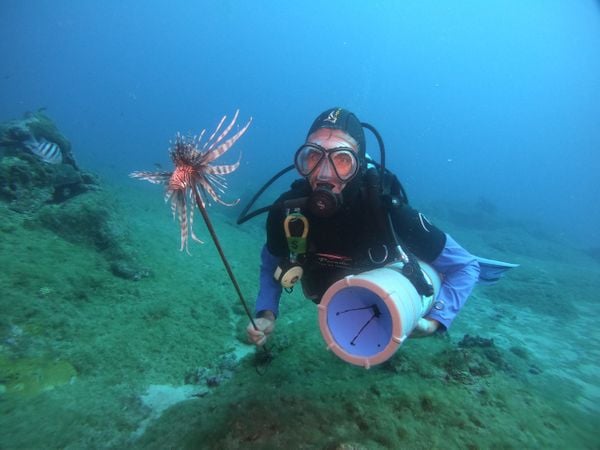 Coleta do peixe-leão deve ser feita apenas por especialistas, principalmente por causa dos espinhos com veneno