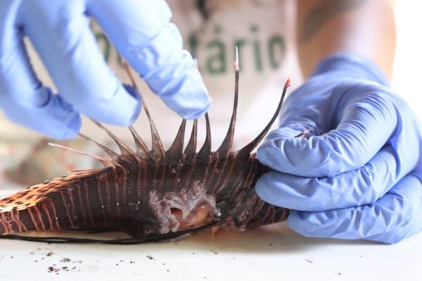 No dorso, o peixe-leão tem 18 espinhos venenosos, que é prejudicial ao ser humano