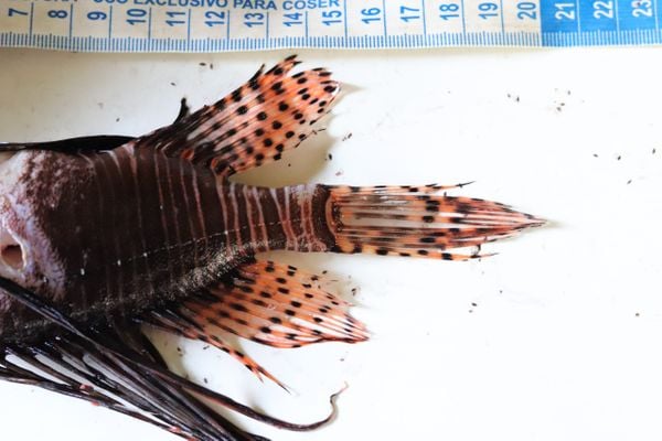 O corpo do peixe-leão é listrado nas cores branco, preto, vermelho e marrom. Além de possuir pintinhas