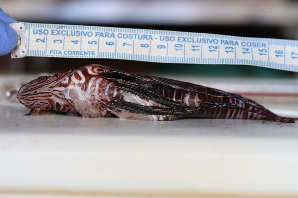O maior peixe-leão já encontrado, segundo o pesquisador Ricardo Araújo, do ICMBio, media 47 cm de comprimento