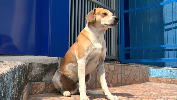 Cachorro de rua que seria o pai de filhotes de cadela que buscou ajuda em clínica