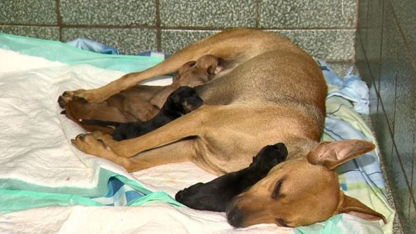 Cadela de rua grávida procurou ajuda em clínica