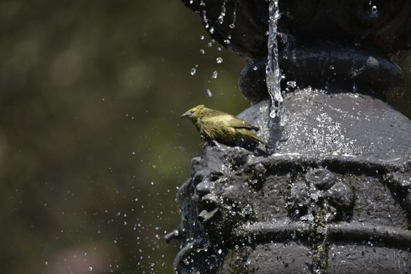 Passarinhos aproveitam calor de Vitória para tomar banho no Parque Moscoso por Ricardo Medeiros