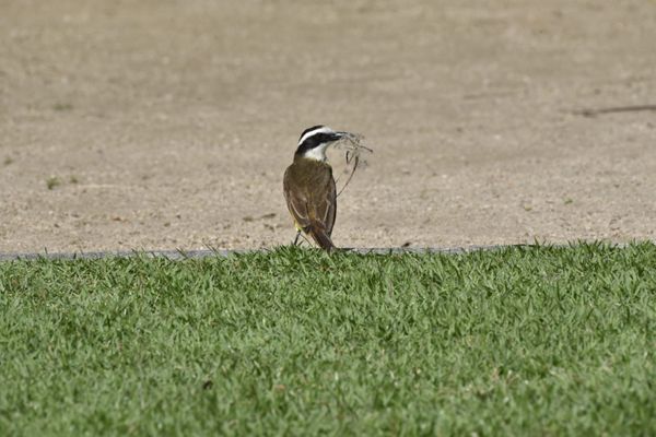 Passarinhos aproveitam calor de Vitória para tomar banho no Parque Moscoso por Ricardo Medeiros