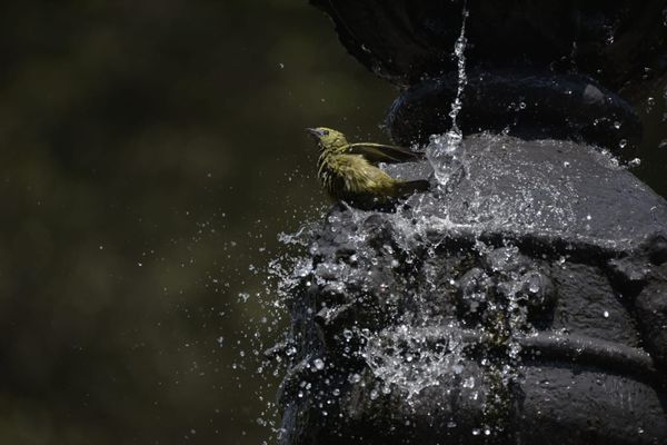 Passarinhos aproveitam calor de Vitória para tomar banho no Parque Moscoso por Ricardo Medeiros