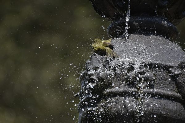 Passarinhos aproveitam calor de Vitória para tomar banho no Parque Moscoso por Ricardo Medeiros