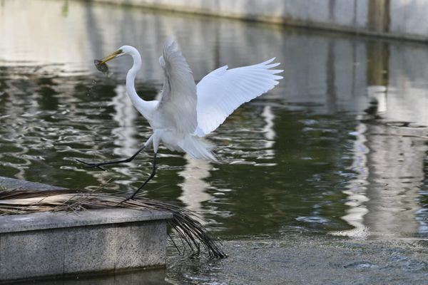 Passarinhos aproveitam calor de Vitória para tomar banho no Parque Moscoso por Ricardo Medeiros