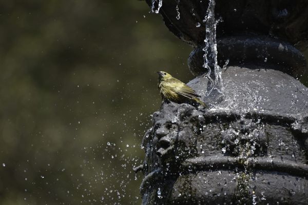 Passarinhos aproveitam calor de Vitória para tomar banho no Parque Moscoso por Ricardo Medeiros