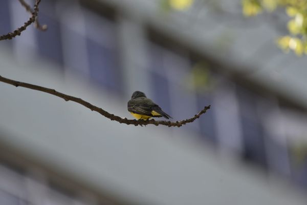 Passarinhos aproveitam calor de Vitória para tomar banho no Parque Moscoso por Ricardo Medeiros
