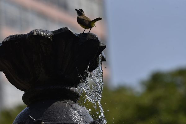 Passarinhos aproveitam calor de Vitória para tomar banho no Parque Moscoso por Ricardo Medeiros