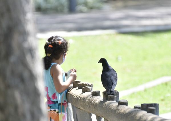 Passarinhos aproveitam calor de Vitória para tomar banho no Parque Moscoso por Ricardo Medeiros
