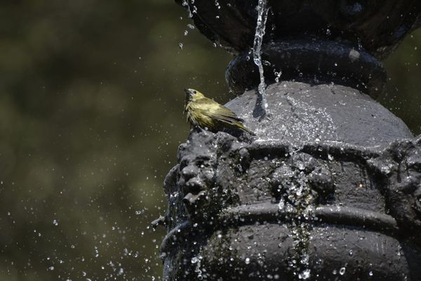 Passarinhos aproveitam calor de Vitória para tomar banho no Parque Moscoso por Ricardo Medeiros