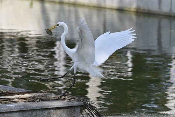 Passarinhos aproveitam calor de Vitória para tomar banho no Parque Moscoso por Ricardo Medeiros