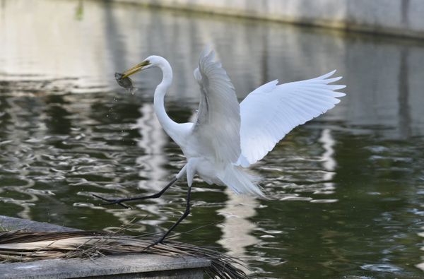 Passarinhos aproveitam calor de Vitória para tomar banho no Parque Moscoso por Ricardo Medeiros