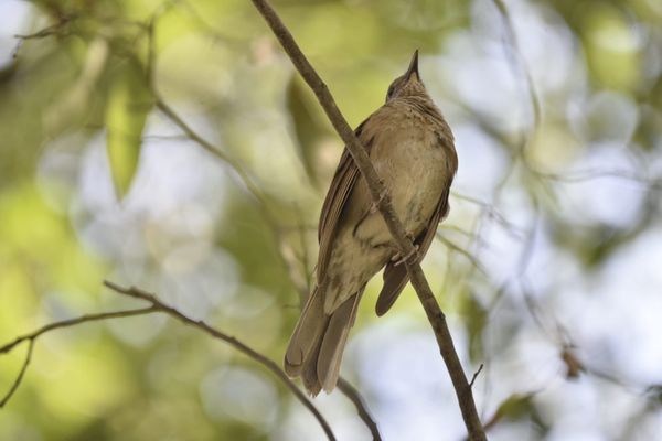 Passarinhos aproveitam calor de Vitória para tomar banho no Parque Moscoso por Ricardo Medeiros