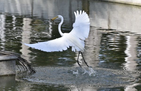 Passarinhos aproveitam calor de Vitória para tomar banho no Parque Moscoso por Ricardo Medeiros