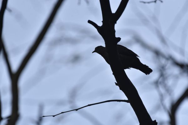 Passarinhos aproveitam calor de Vitória para tomar banho no Parque Moscoso por Ricardo Medeiros