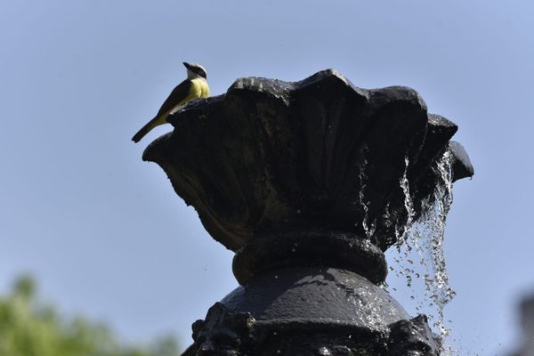 Passarinhos aproveitam calor de Vitória para tomar banho no Parque Moscoso por Ricardo Medeiros