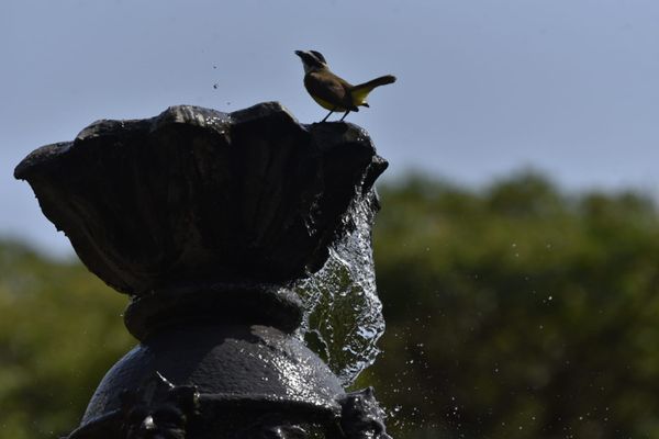 Passarinhos aproveitam calor de Vitória para tomar banho no Parque Moscoso por Ricardo Medeiros