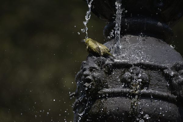 Passarinhos aproveitam calor de Vitória para tomar banho no Parque Moscoso