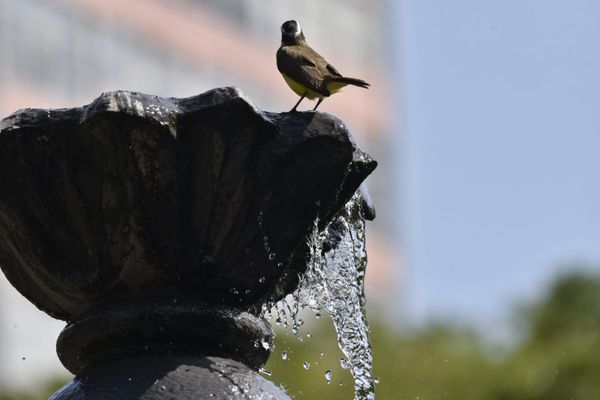 Passarinhos aproveitam calor de Vitória para tomar banho no Parque Moscoso por Ricardo Medeiros