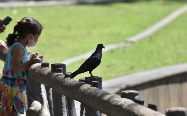 Passarinhos aproveitam calor de Vitória para tomar banho no Parque Moscoso por Ricardo Medeiros